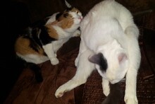 Маленькая мама, большой котенок