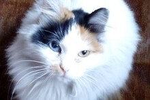 Просто моя кошка.