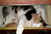 Котообновление