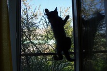 сетевой кот
