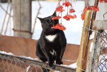 Кот, родившийся на даче, случайной кошки. Кошка ушла, котенка приютили.