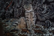 Фото ленивого автора