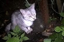 -Мохнатый, подвинься.-Уйди колючий, я здесь сижу.