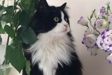 Кот Кузя