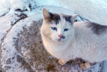 Голубоглазый Мурчик
