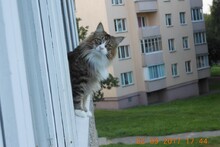 Соседка