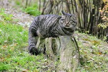 Кот Катет (Пифагоров кот)