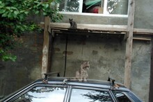 Ограбление по... кошачьи