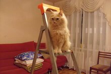 Кот на стремянке