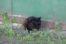 Компактная кото-бомба