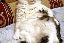 Его величество отдыхает