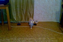 Сима едет с ближним светом