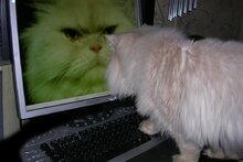 Я и только Я