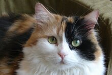 БОСС (завод по производству Котоплат и Котисторов)