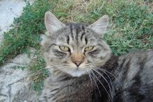 Местный деревенский котэ