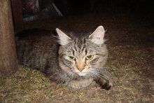 Тот же котэ,только ночью.Вспышку не любит.