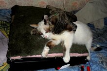 Коты-вампиры.