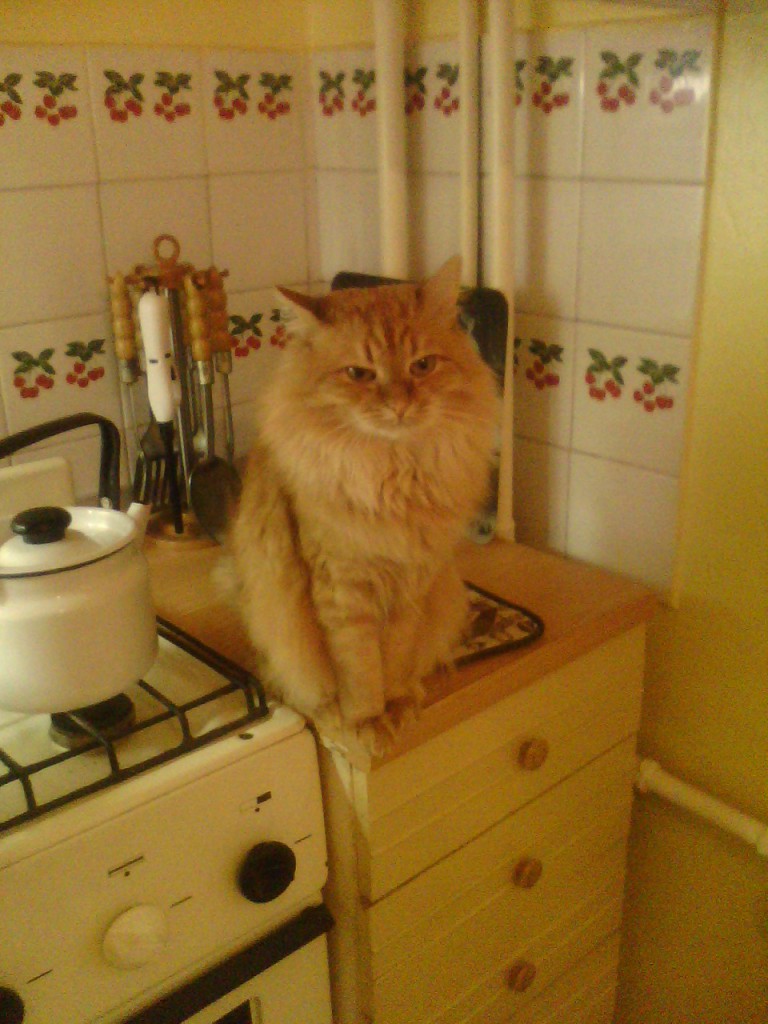 Котэ трапезничать желает...