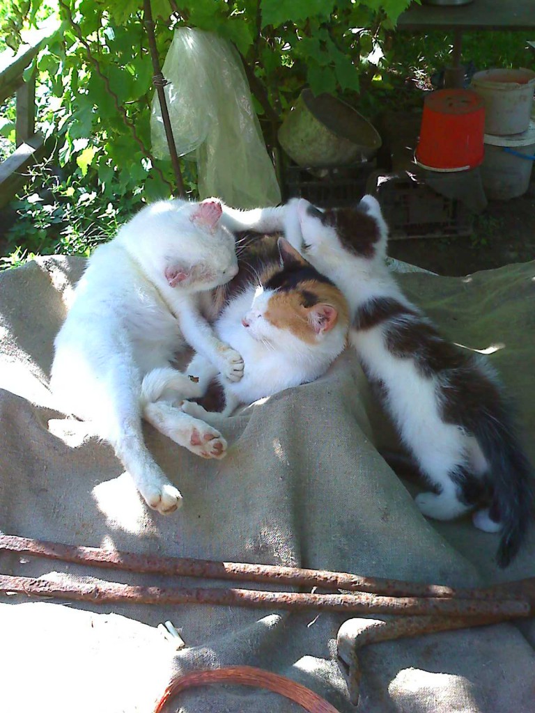 Тихий час...