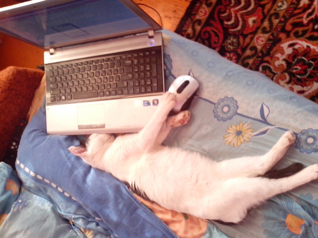 кот уснул пока сидел в вконтакте