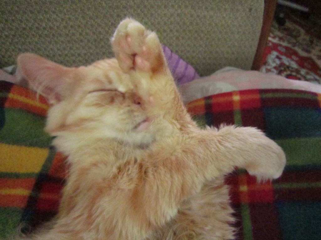 Вот вам всем!