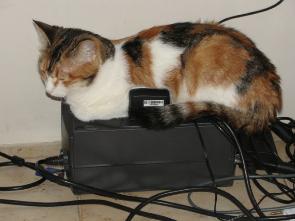 Кошка Милка спит