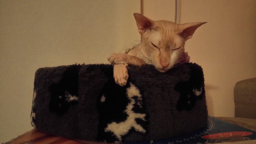 КОТОСОН