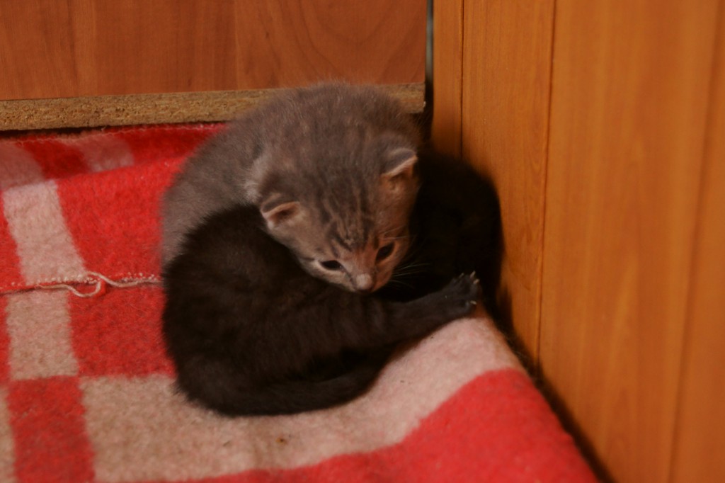 Котятки