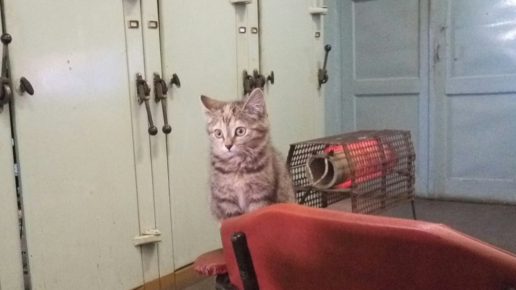 Важно сидит.