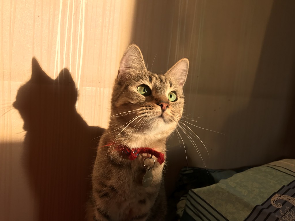 Просто Кета. Вообще-то, кошка. Но - радио-автослесарская: попала ко мне из автосервиса.