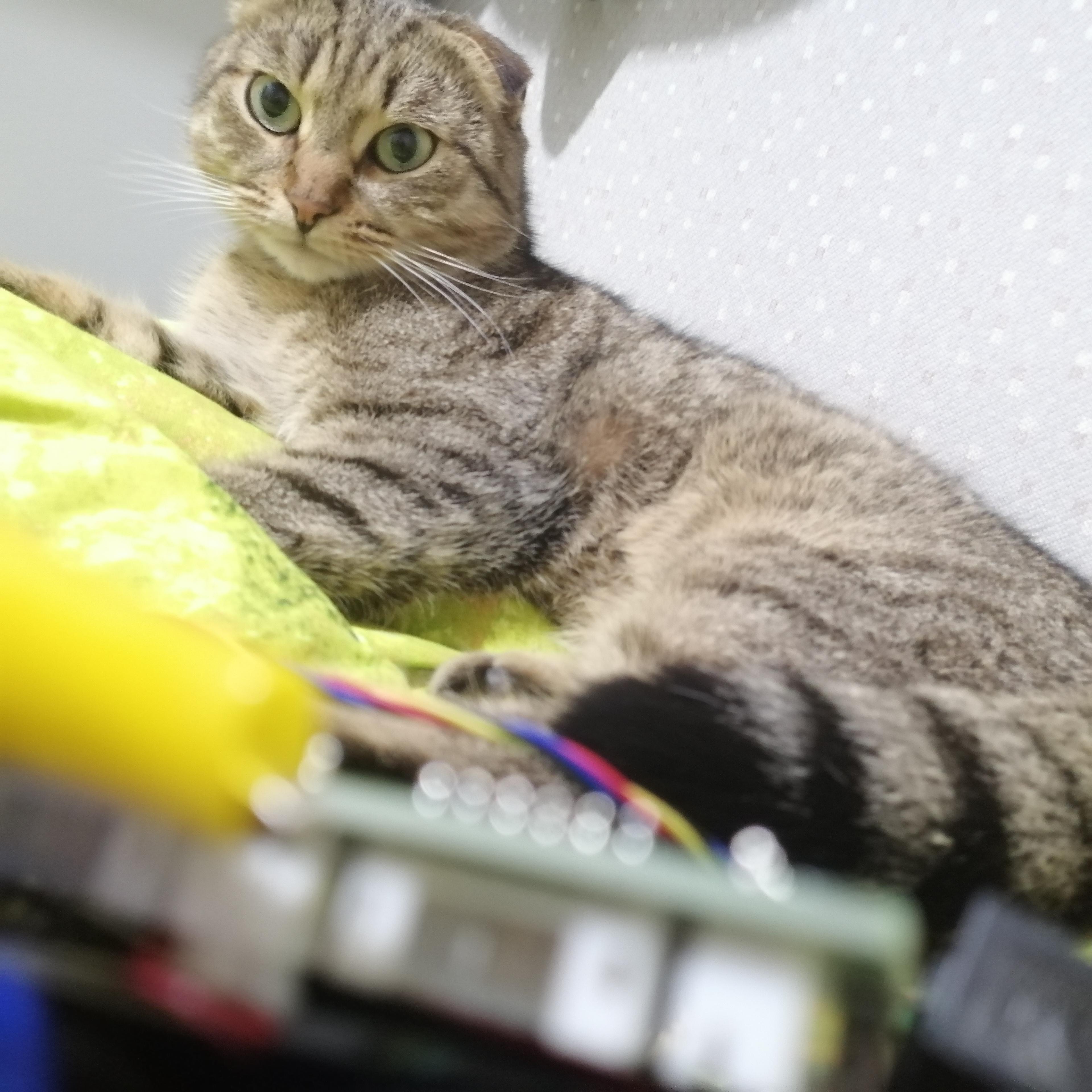 С новым 2026 годом с проектом "РадиоКот"! Мяу, товарищи!