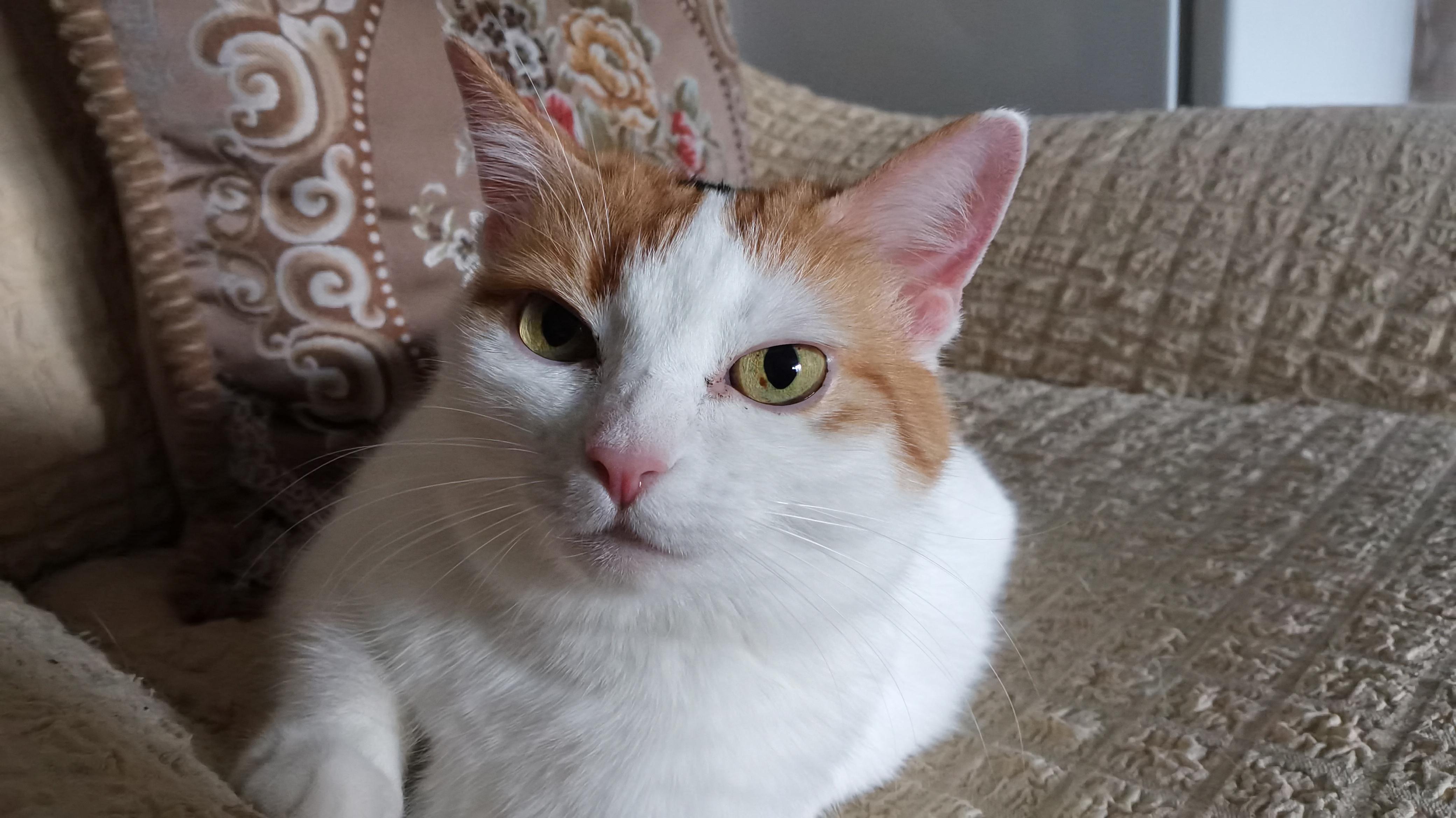 Кошка Муся, 13 лет, вес 6.5 кг, любимые занятия кушать и спать, а еще играть, может долго мурчать лежа у меня на груди, очень боится пылесоса и веника