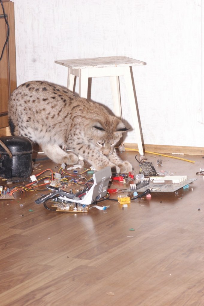 Home zoo. Домашний зоопарк. Рысь домашняя в квартире. Домашний зверинец в доме. Завели в доме Рысь.