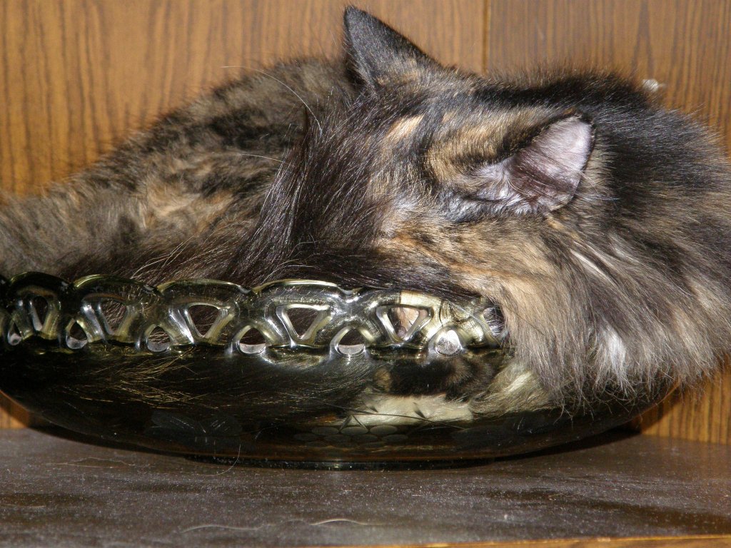 Американская енотовидная кошка.