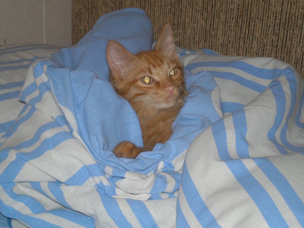 Кот Масик, он чистоплюйка