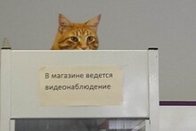 Да когда же, наконец, камеру починят?!