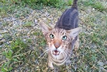 Король-Кот