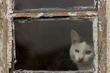 Этот кот самое настоящее недоразумение во всех смыслах, я думаю это и так видно!=))) Живет у родителей в деревне.