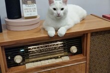 Теплый ламповый кот.
