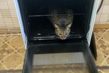 Котоинспекция духовки