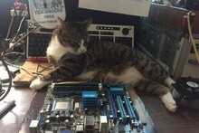 Да и пес с тобой, Тамбовский волк тебе Asus