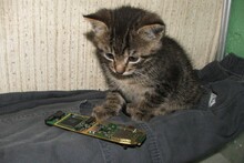 Первые ремонты Кота...