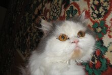 Дайте паяльник