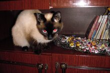 А я что? Я конфеты охраняю!