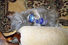 Ну хозяин, ну спасибо! Век помнить буду!