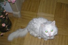 Кот, белый кот