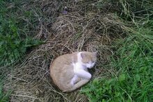 Кот на сене!?