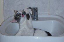 Самогонщик